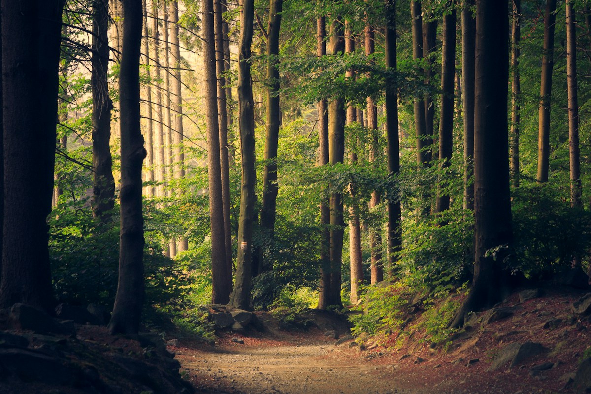 Sunlight opening a clear route through a green forest, reflecting the mission of digital clarity